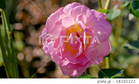 エル バラ の写真素材