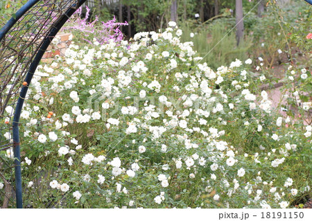 バラの花　シュネービッチェン 18191150