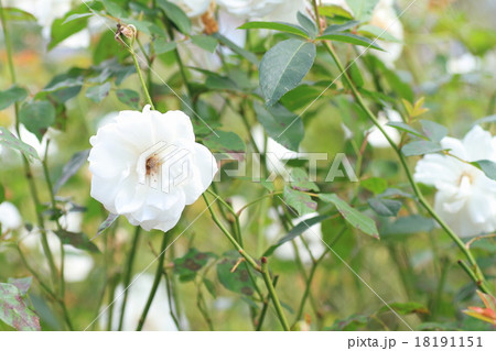 バラの花 シュネービッチェン バラの花 シュネービッチェン 18191151