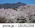 長野県中野市　谷厳寺の桜　春の盛りの桜 18191208