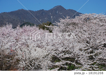 長野県中野市 谷厳寺の桜 春の盛りの桜 長野県中野市 谷厳寺の桜 春の盛りの桜 18191208