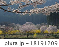 長野県高山村　黒部のエドヒガン桜を彩る花たち　（北信州の桜） 18191209