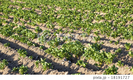 potatoes   18191727