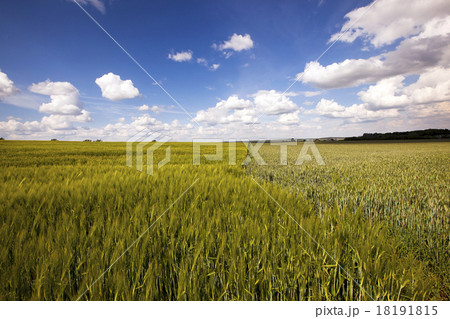 green unripe grains 18191815