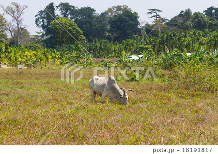 Light cow grazes in a field in India 18191817
