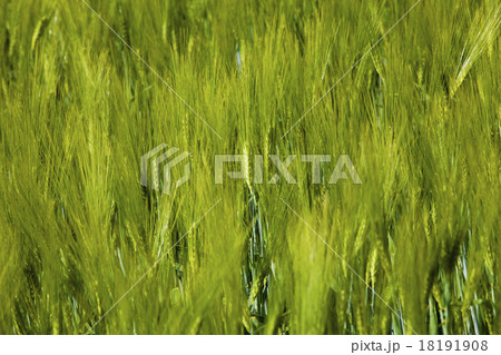green unripe grains green unripe grains 18191908