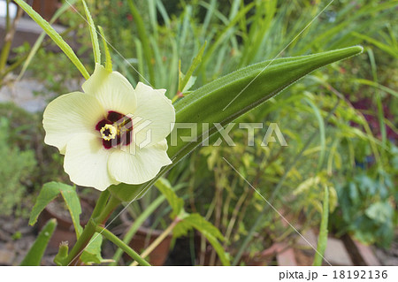 オクラとオクラの花 オクラとオクラの花 18192136