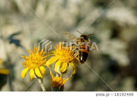 シロタエギクから飛び立つ蜂 シロタエギクから飛び立つ蜂 18192406