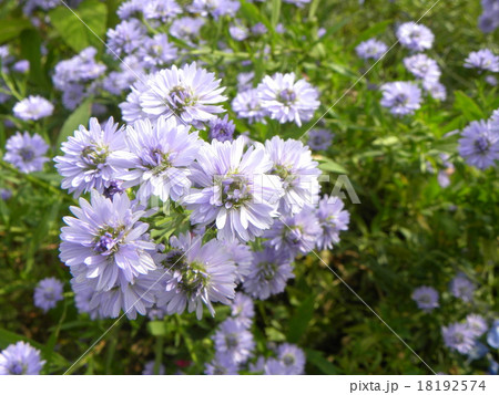 この青い花はクジャクアスターの花の写真素材