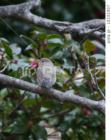 オジロビタキ3 18192807