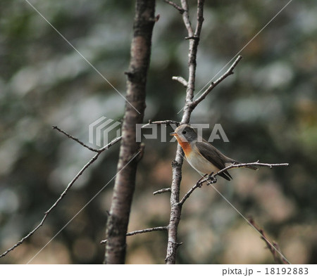 オジロビタキ1 18192883