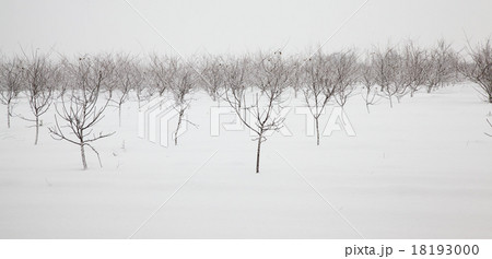 trees   in winter 18193000