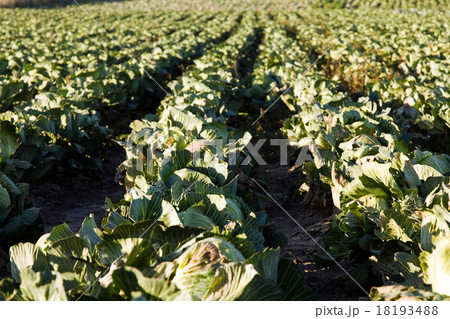cabbages 18193488