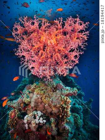 Valentine heart made of corals Valentine heart made of corals 18194417