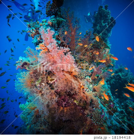 Valentine heart made of corals  18194418