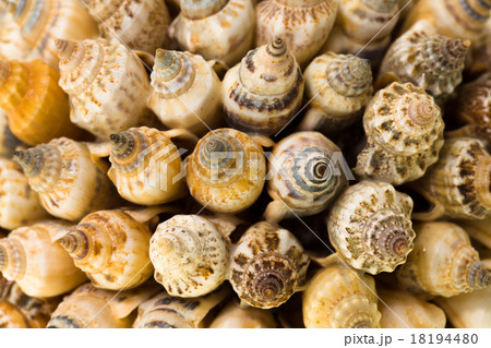 shells collected in the form 18194480