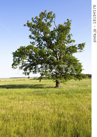 agricultural field   18194576