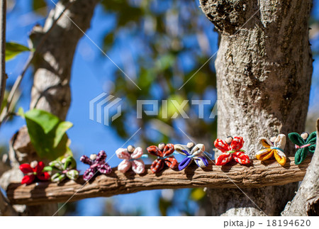 風船かずら 18194620