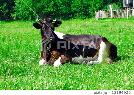cow lying on  grass 18194929
