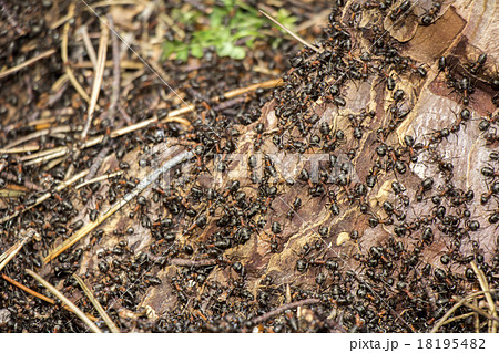Ants colony Ants colony 18195482
