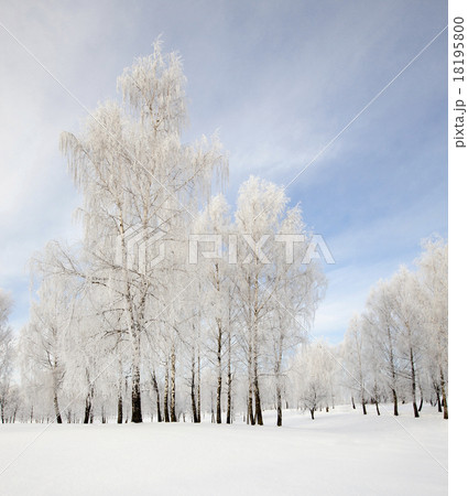 trees in park trees in park 18195800