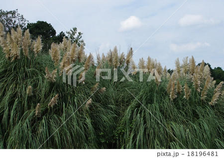 パンパスグラス 18196481