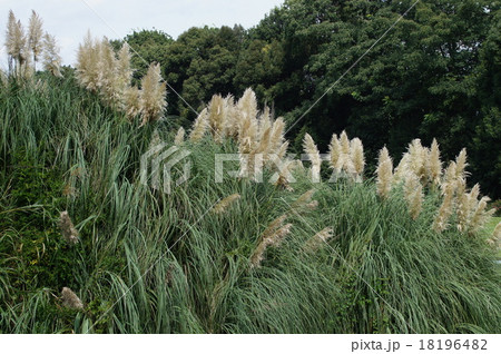 パンパスグラス 18196482