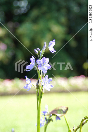 ミズアオイ 18196632