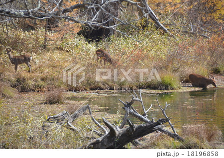 ニホンジカの群れ（奥日光･戦場ヶ原／栃木県日光市） 18196858