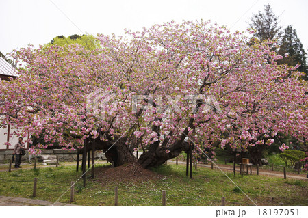 桜 桜 18197051