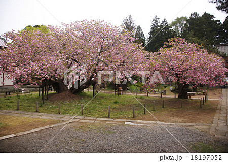 桜 桜 18197052