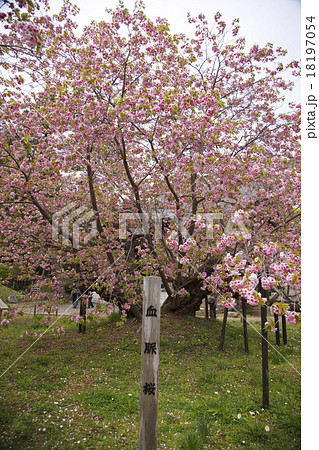 桜 桜 18197054