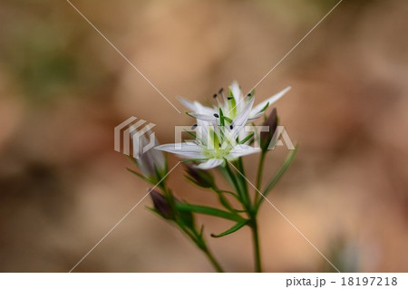 センブリ 18197218