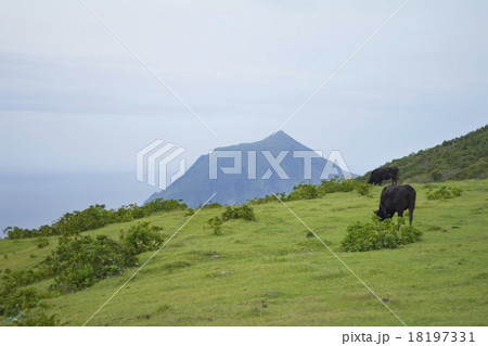 ふれあい牧場 八丈島 ふれあい牧場 八丈島 18197331