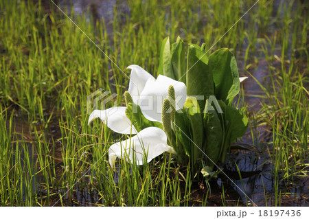 水芭蕉 18197436