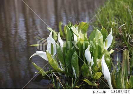 水芭蕉 18197437