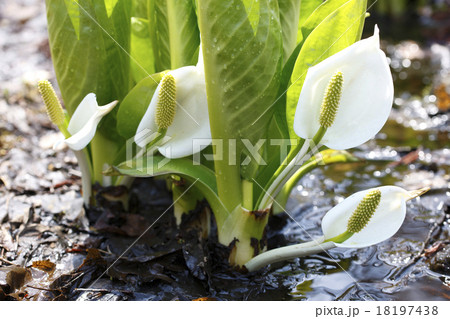 水芭蕉 18197438