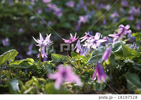 カタクリ 18197528