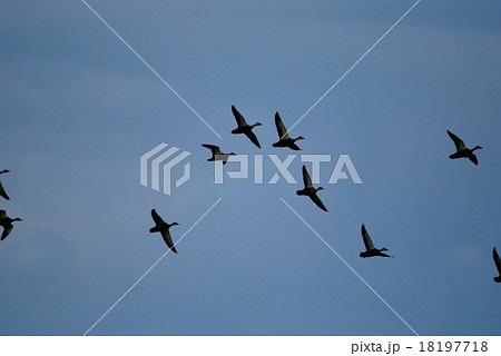 飛ぶ鳥の影の写真素材