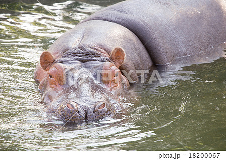 泳ぐカバ 18200067