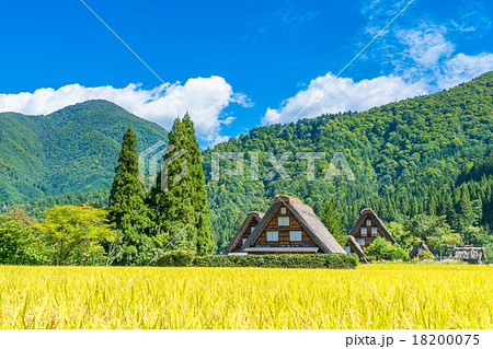 秋の白川郷【稲穂と合掌造り集落】 秋の白川郷【稲穂と合掌造り集落】 18200075
