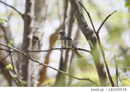 ヒヨドリ 18200076