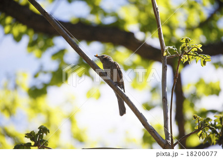 ヒヨドリ 18200077