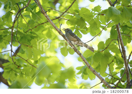 ヒヨドリ 18200078