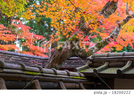 京都 大徳寺 高桐院の紅葉の写真素材