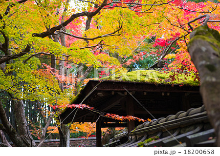京都 大徳寺 高桐院の紅葉の写真素材