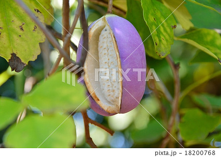 あけびの実 18200768