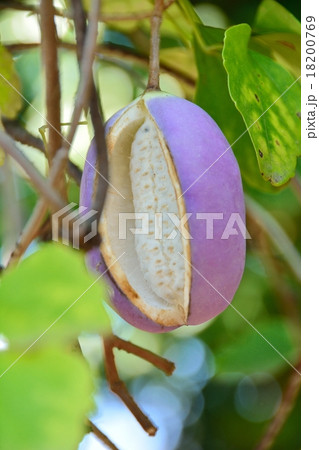 あけびの実 18200769