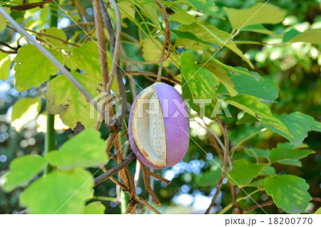 あけびの実 18200770