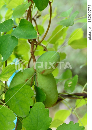 あけびの実 18200772